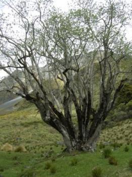 The wedding tree 